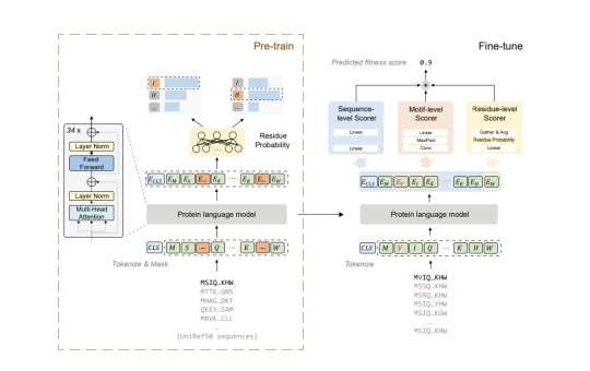 µFormer: A Deep Learning Framework for Efficient Protein Fitness Prediction and Optimization