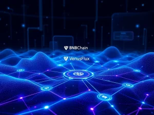 VenusFlux BNB Chain liquidity layer connecting decentralized finance protocols