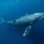 Cardano Whales Accumulate 130 Million ADA as Death Cross Looms