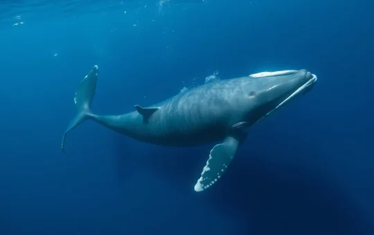 Humpback whale swimming in deep blue ocean symbolizing large ADA accumulation